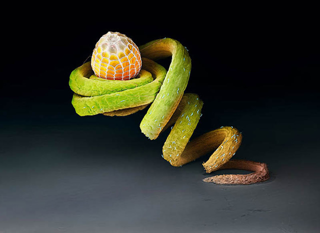 Egg-on-tendril-O.jpg