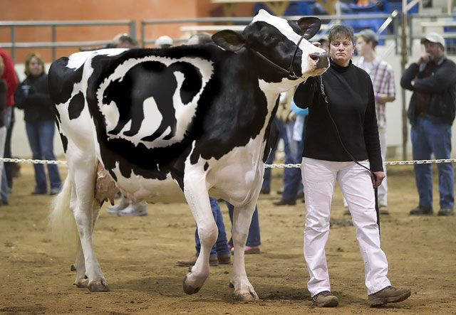 Meoow-Cow.jpg