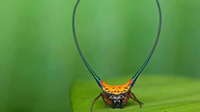 Gasteracantha-arcuata-O.jpg