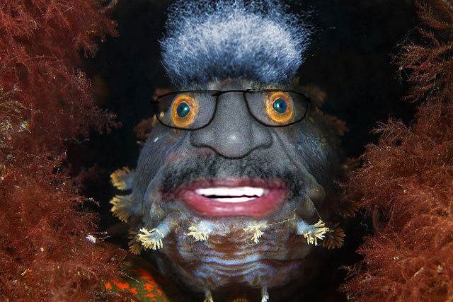 King-Fish.jpg