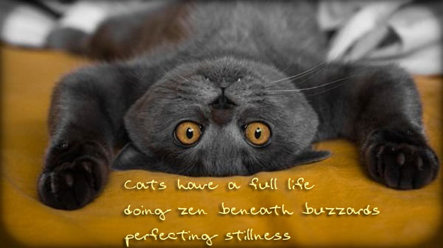 Cat-Zen.jpg