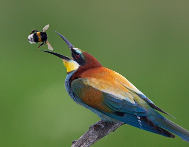 Multi-Colored-specimen-O.jpg