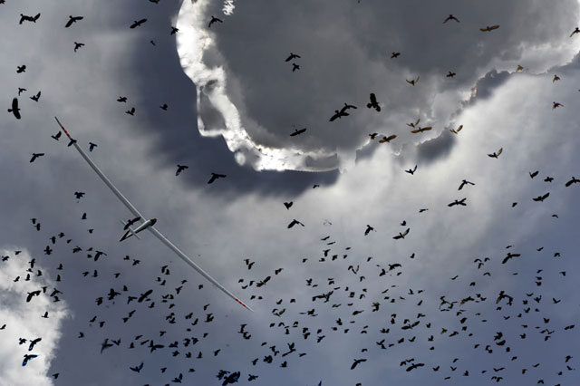 The-Birds-sml.jpg