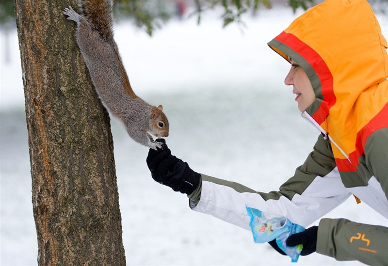 Seed-snatching-squirrel-O.jpg