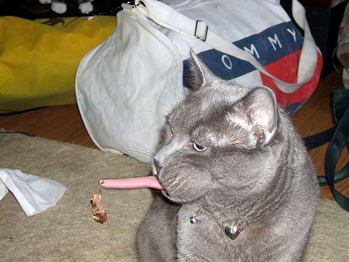 Tongue-Ride.jpg