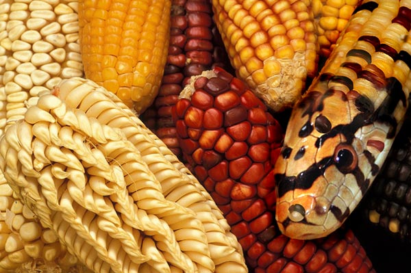 Cornsnake.jpg