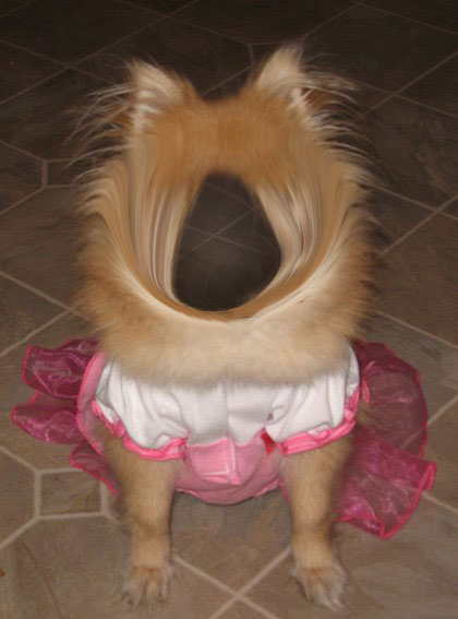 Holy-Dog.jpg