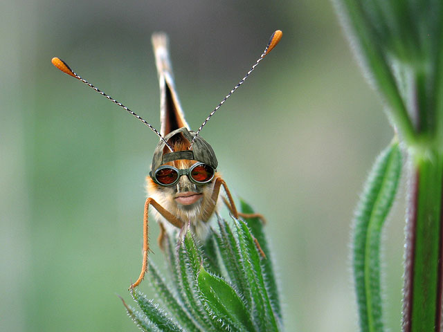Bug-Boy.jpg