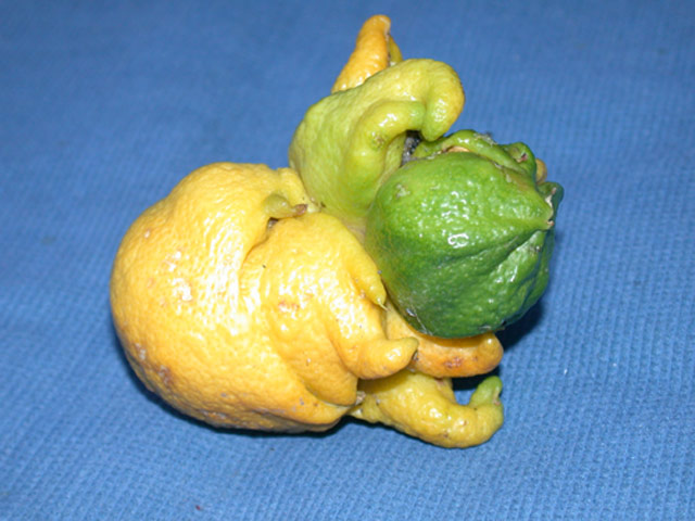 Lovecraftian-Lemon-original.jpg