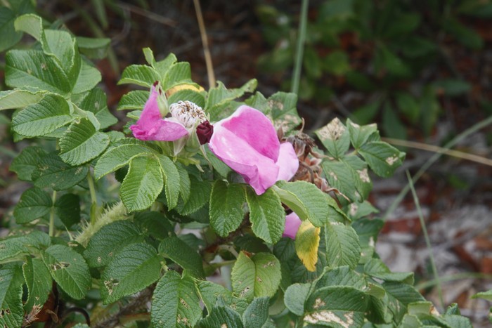10.  The last of the Rosa Rugosa.