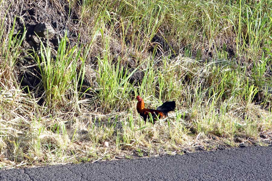 Red Junglefowl