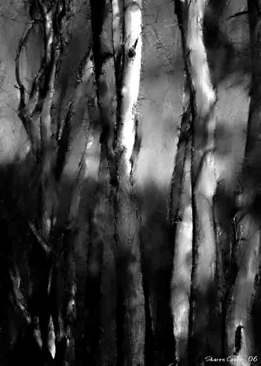 Trees in Black and White<br>Wk 6