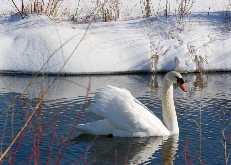 Mute Swan