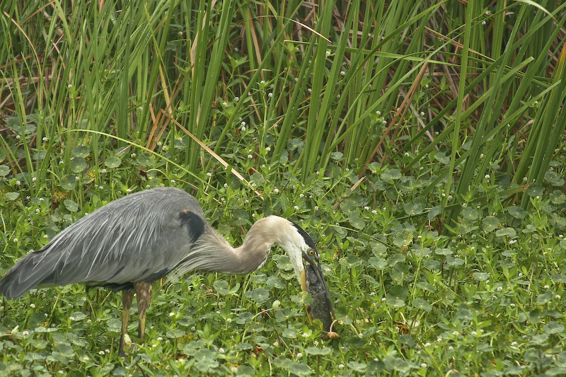 GB Heron   Magnolia Gardens