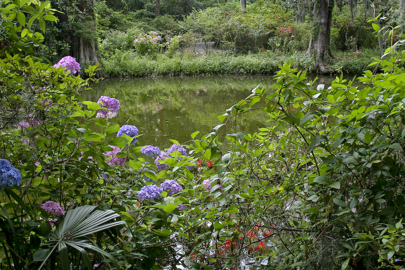 Serene Scene Magnolia Gardens