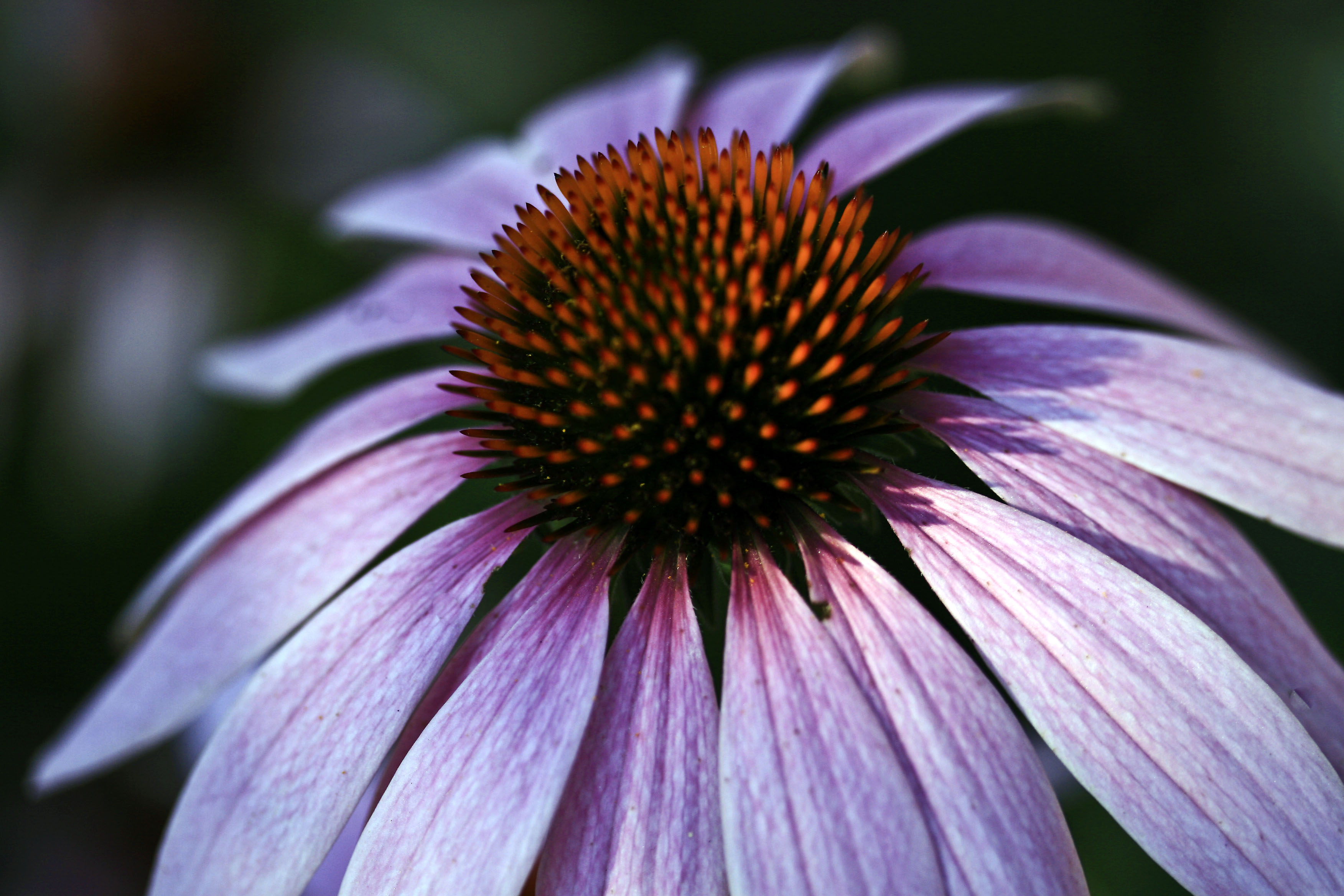 Purple ConeFlower