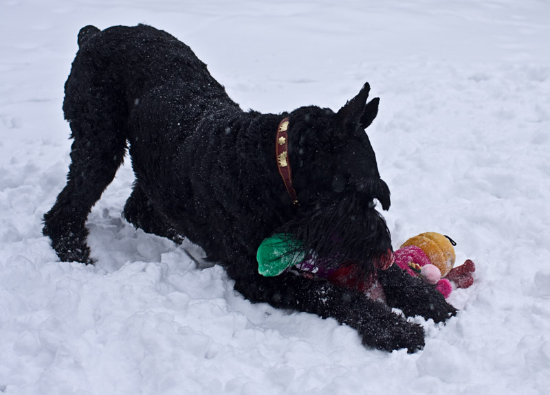 Snow Play