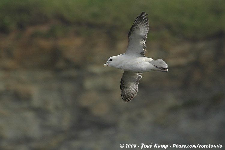 Noordse Stormvogel / Northern Fulmar