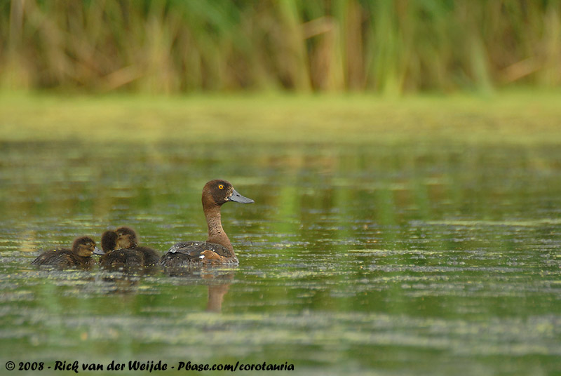 Tufted Duck<br><i>Aythya fuligula</i>