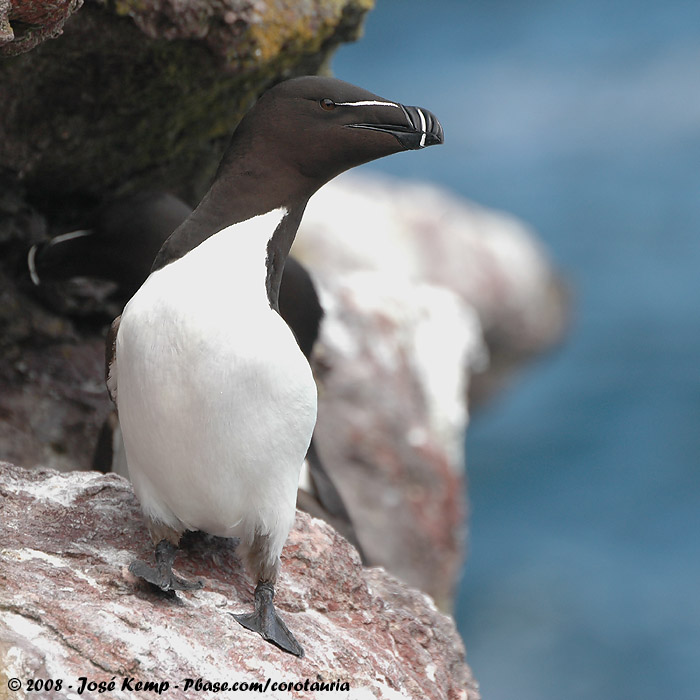 Alk / Razorbill