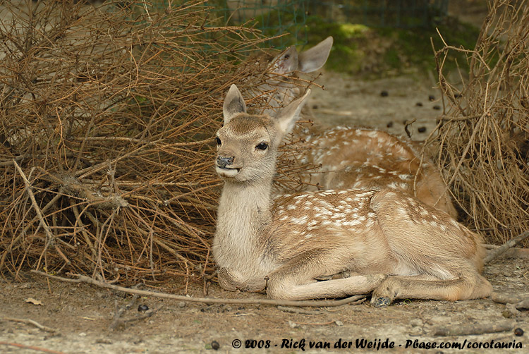 Bactrian Deer<br><i>Cervus elaphus bactrianus</i>