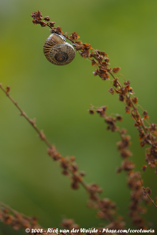 Heesterslak / Copse Snail