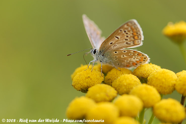 Common Blue<br><i>Polyommatus icarus icarus</i>