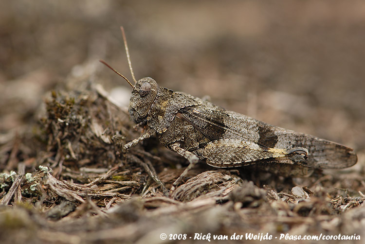 Blue-Winged Grasshopper<br><i>Oedipoda caerulescens ssp.</i>