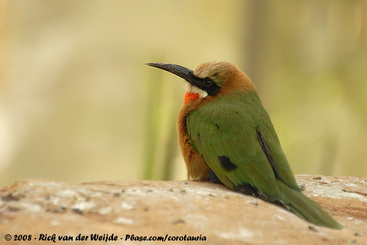 Witkapbijeneter / White-Fronted Bee-Eater