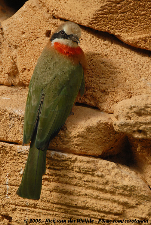 Witkapbijeneter / White-Fronted Bee-Eater
