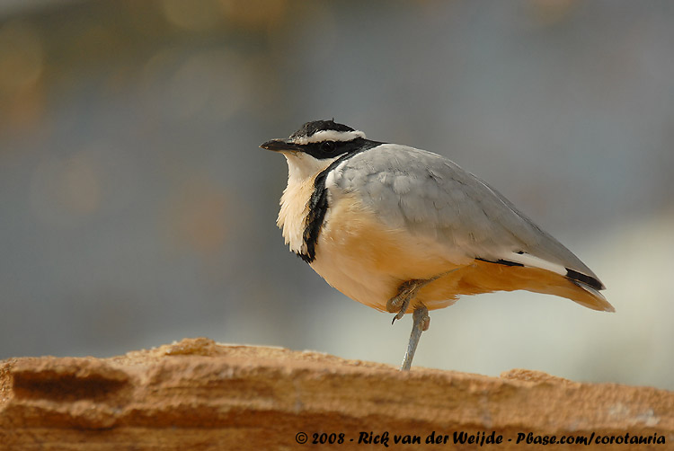 Krokodilwachter / Egyptian Plover