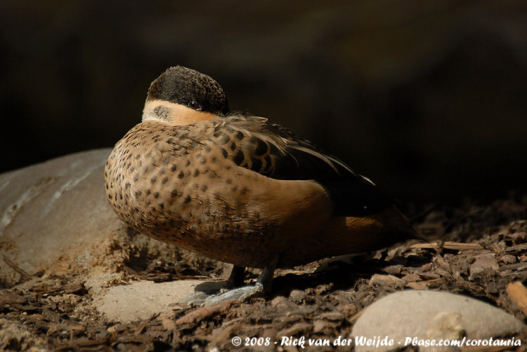 Hottentottaling / Hottentot Teal