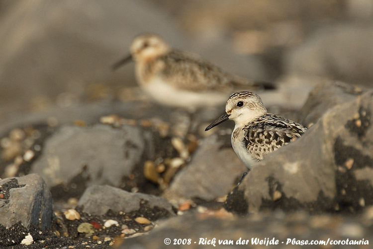 Drieteenstrandloper / Sanderling