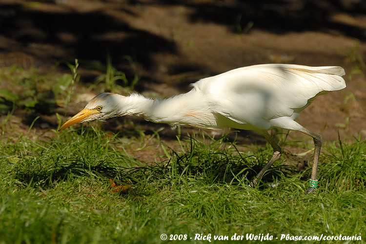 Western Cattle Egret<br><i>Ardea ibis</i>