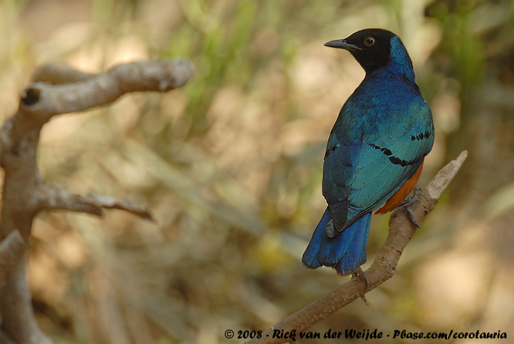 Driekleurglansspreeuw / Superb Starling