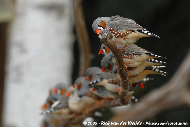 Zebravink / Zebra Finch