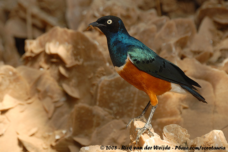 Driekleurglansspreeuw / Superb Starling