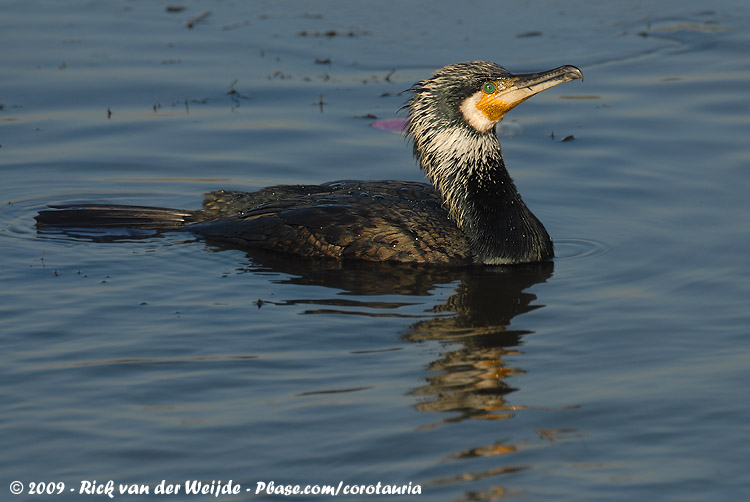 Great Cormorant<br><i>Phalacrocorax carbo sinensis</i>