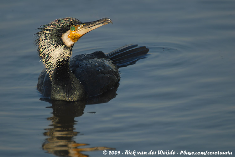 Great Cormorant<br><i>Phalacrocorax carbo sinensis</i>