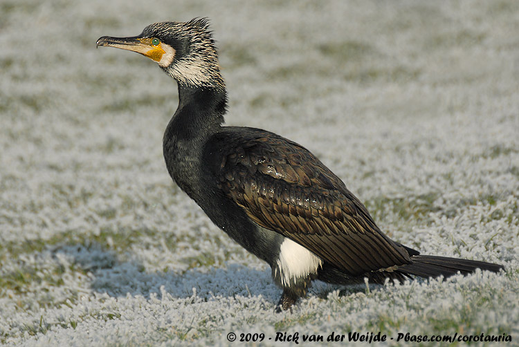 Great Cormorant<br><i>Phalacrocorax carbo sinensis</i>