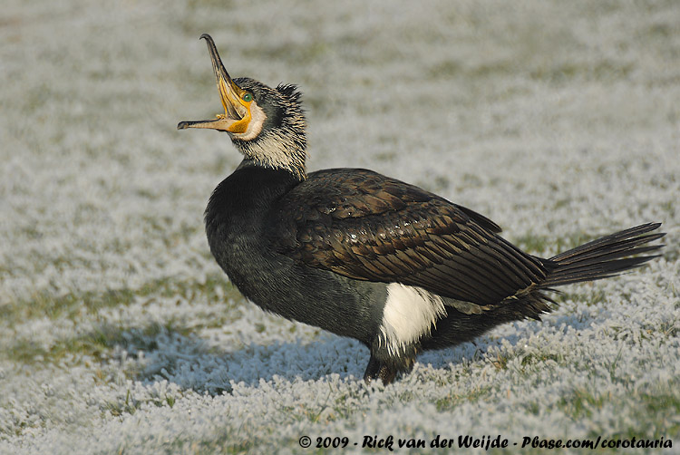 Great Cormorant<br><i>Phalacrocorax carbo sinensis</i>