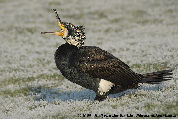 Great Cormorant<br><i>Phalacrocorax carbo sinensis</i>