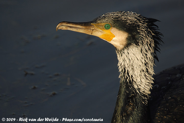 Great Cormorant<br><i>Phalacrocorax carbo sinensis</i>