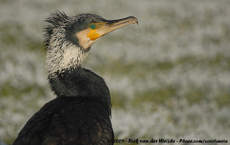 Great Cormorant<br><i>Phalacrocorax carbo sinensis</i>