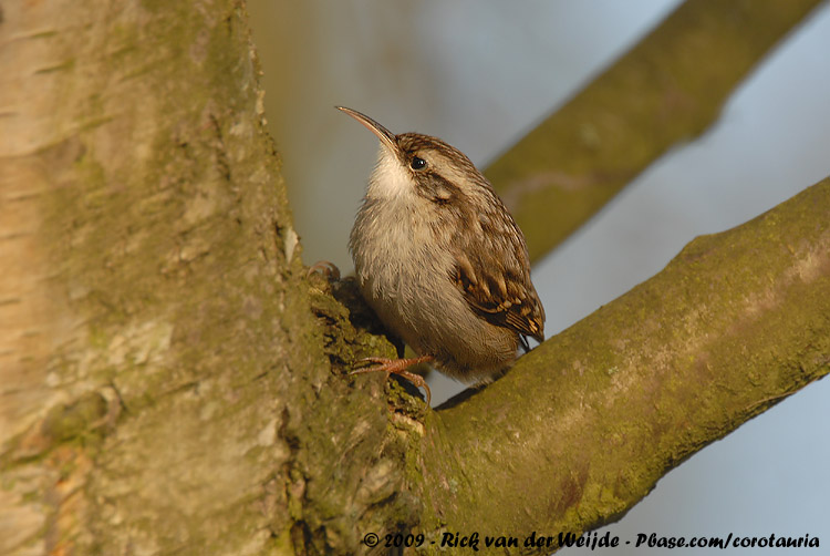 Short-Toed Treecreeper<br><i>Certhia brachydactyla megarhynchos</i>