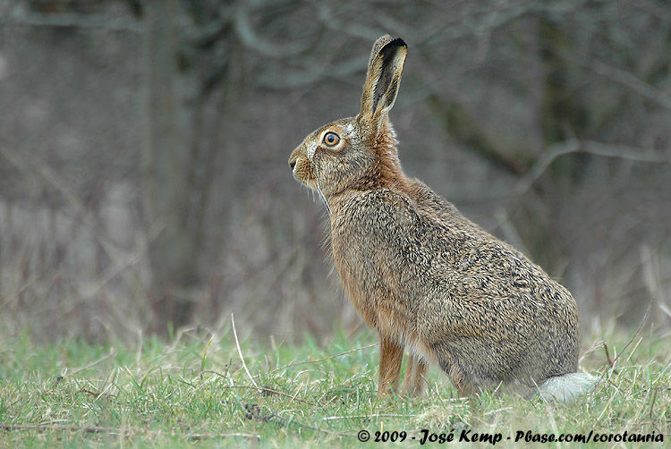 European Hare<br><i>Lepus europaeus europaeus</i>
