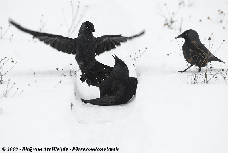 Western Jackdaw<br><i>Coloeus monedula spermelogus</i>