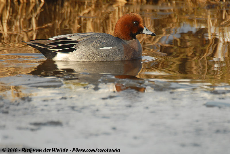 Eurasian Wigeon<br><i>Mareca penelope</i>