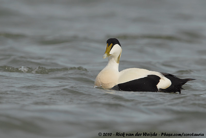 Common Eider<br><i>Somateria mollissima mollissima</i>