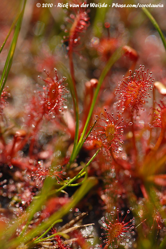Oblong-Leaved Sundew<br><i>Drosera intermedia</i>